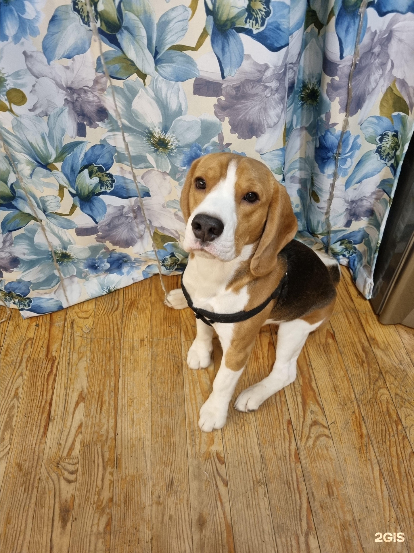 Гостиница для животных