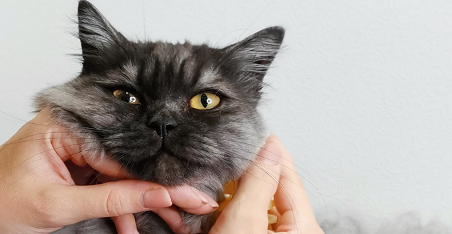 Муси Пуси, груминг-салон