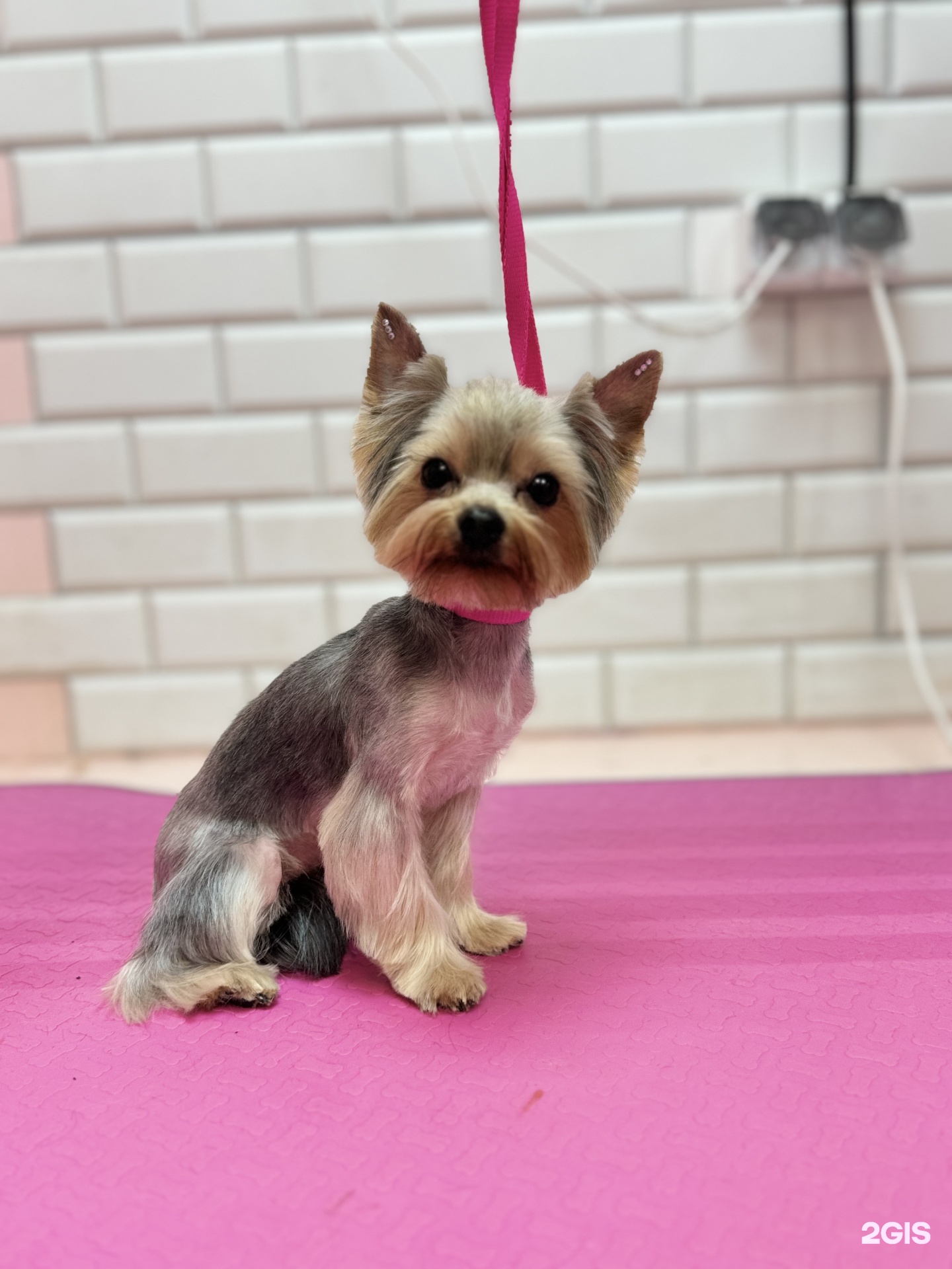 Пушок, студия груминга