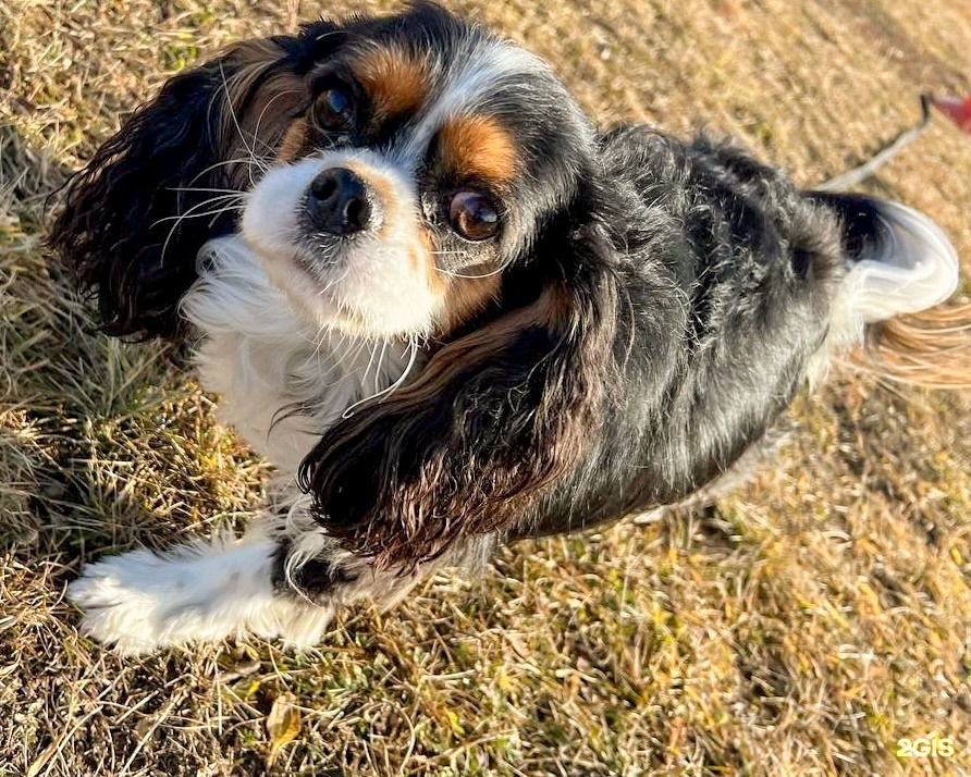 Top dog, центр дрессировки и зоогостиница