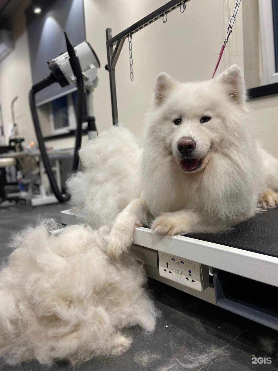 Barberdog, премиум СПА-центр для кошек и собак