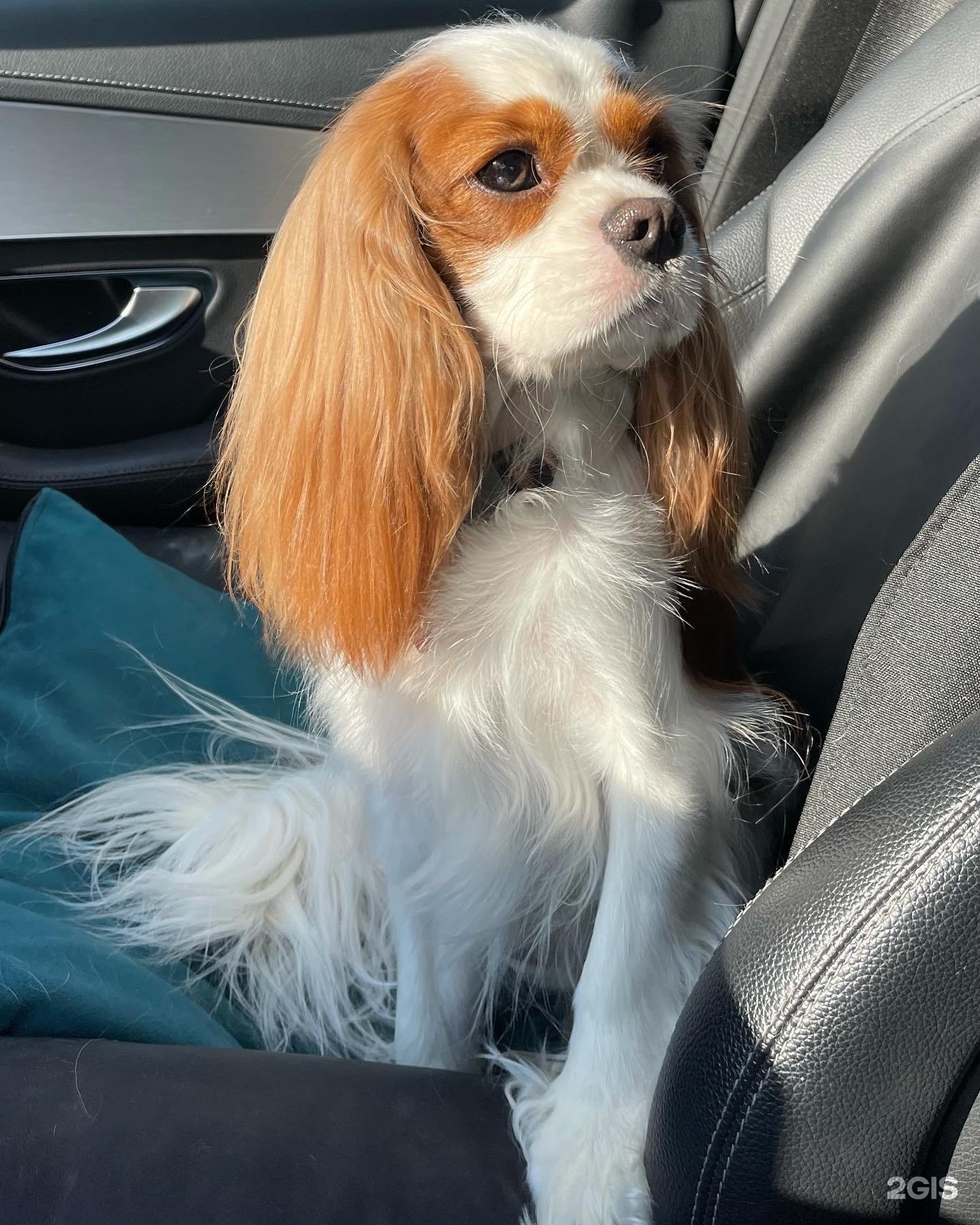 Groom, салон для животных