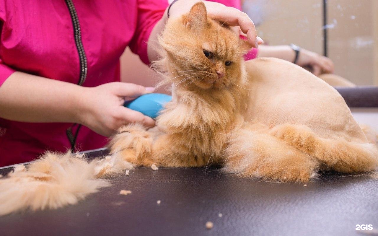 GroomRoom, салон по уходу за животными и школа груминга