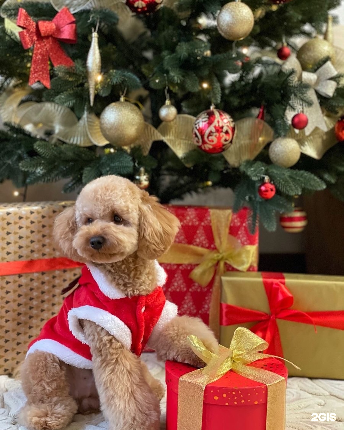 Забота, ветеринарный центр