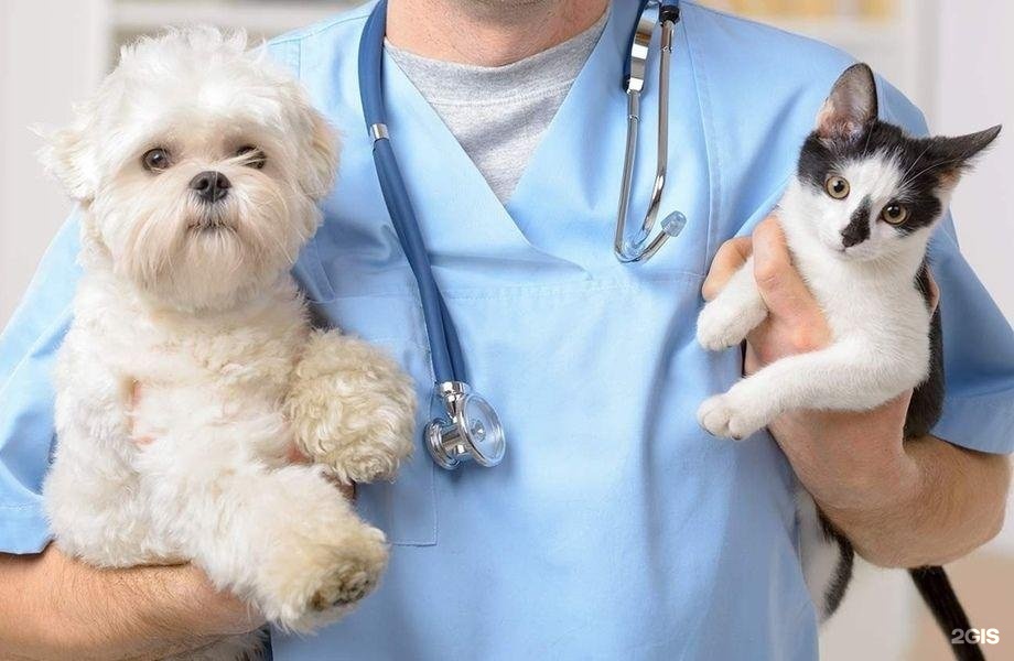 ZorgeVet, ветеринарная клиника