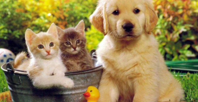 Жизнь, сеть ветеринарных клиник