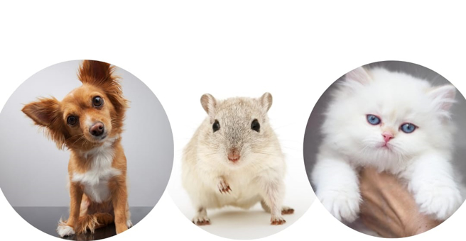 Аристо, отель и груминг-студия для животных