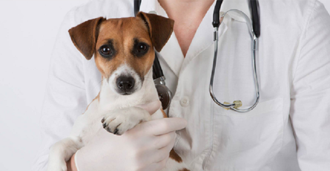 Бульдог, ветеринарная клиника, улица Олега Кошевого, 5