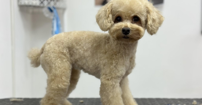 Love is pets, зоосалон