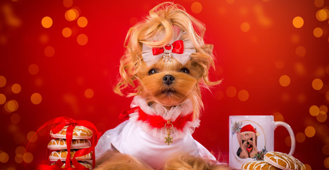 Маэстро Грум, зоосалон