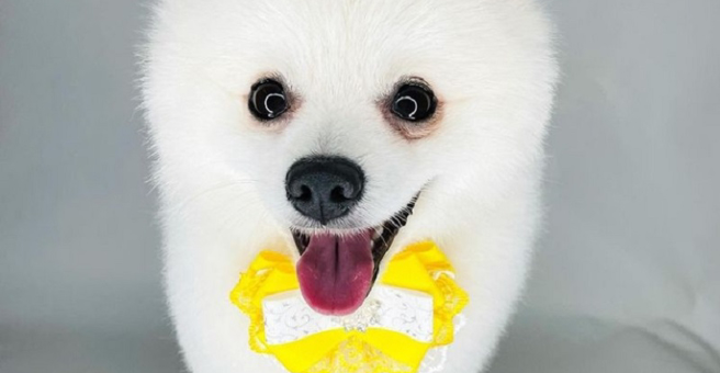 Профи грум, зоосалон