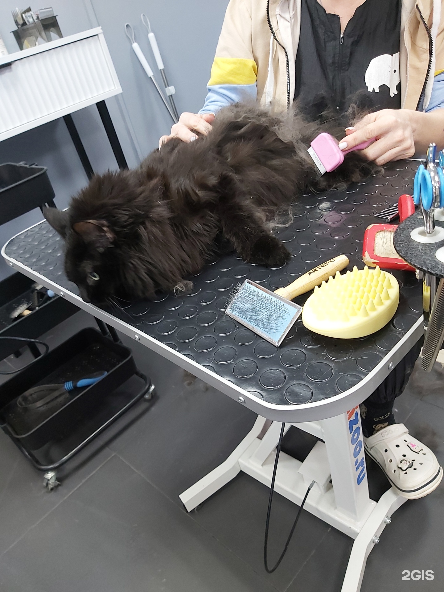 Dog &amp; Cat, студия груминга