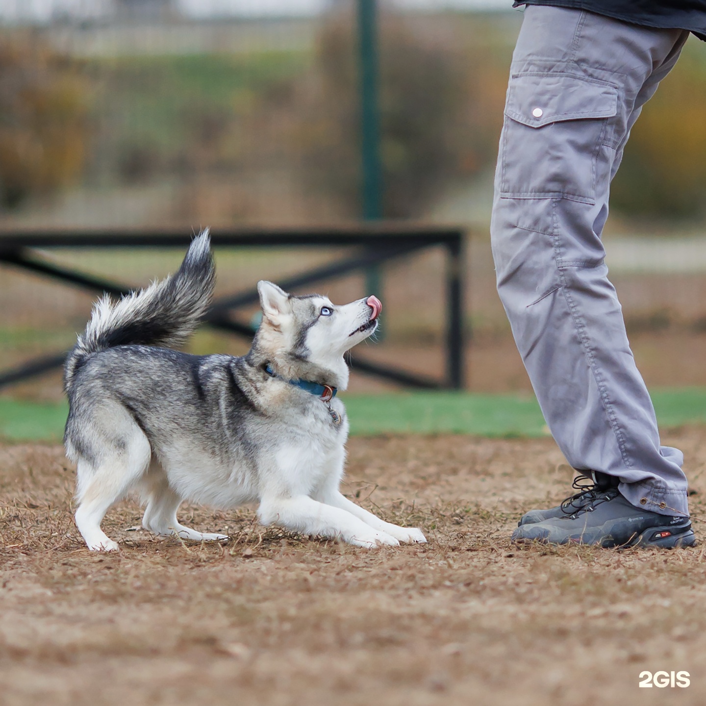 Джульбарс, кинологический центр, Университетский проспект, 107/1