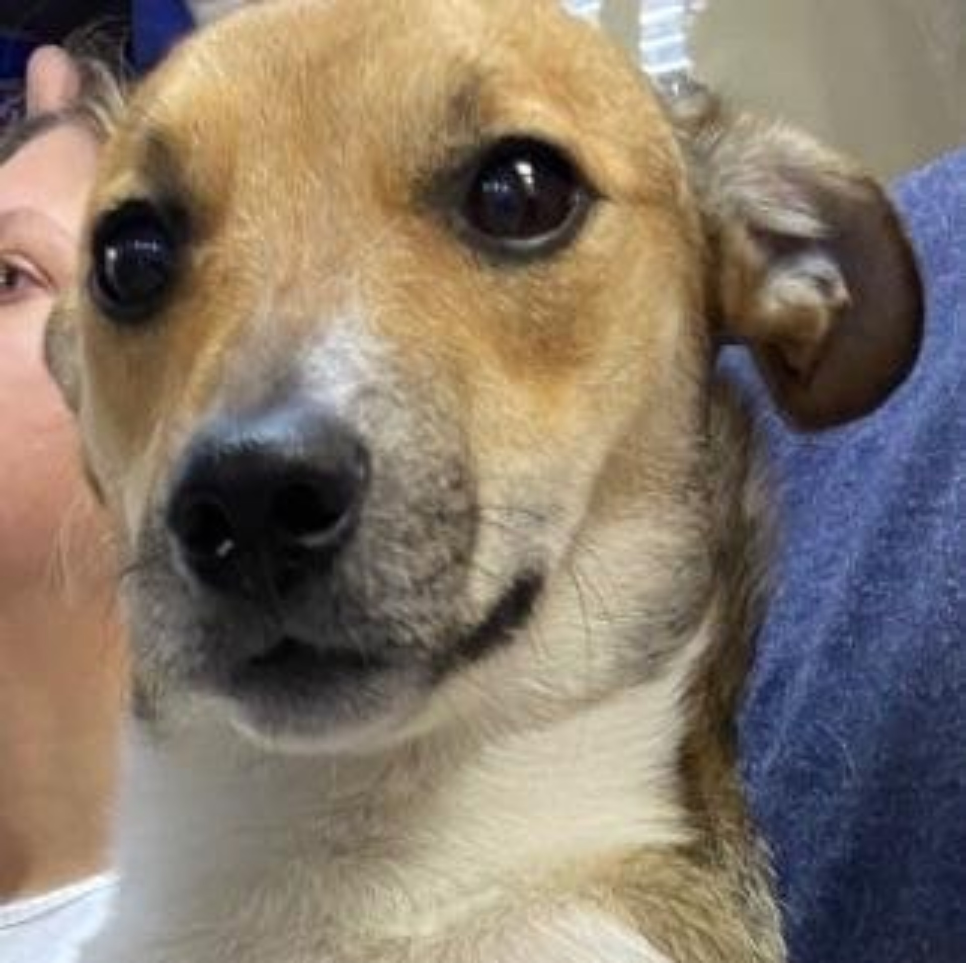 Mimigroom, парикмахерская для животных