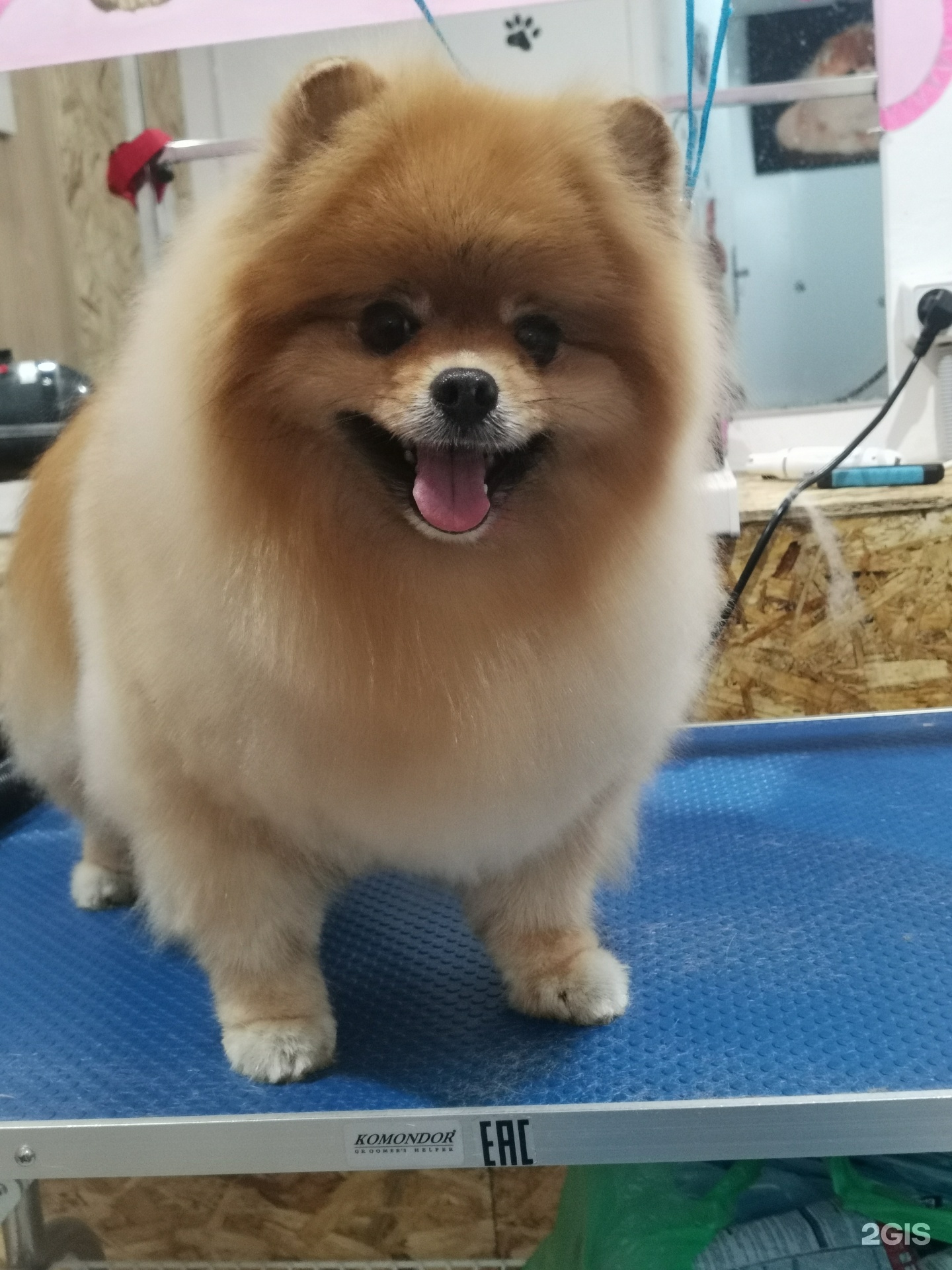 Стильный барбоскин, зоосалон