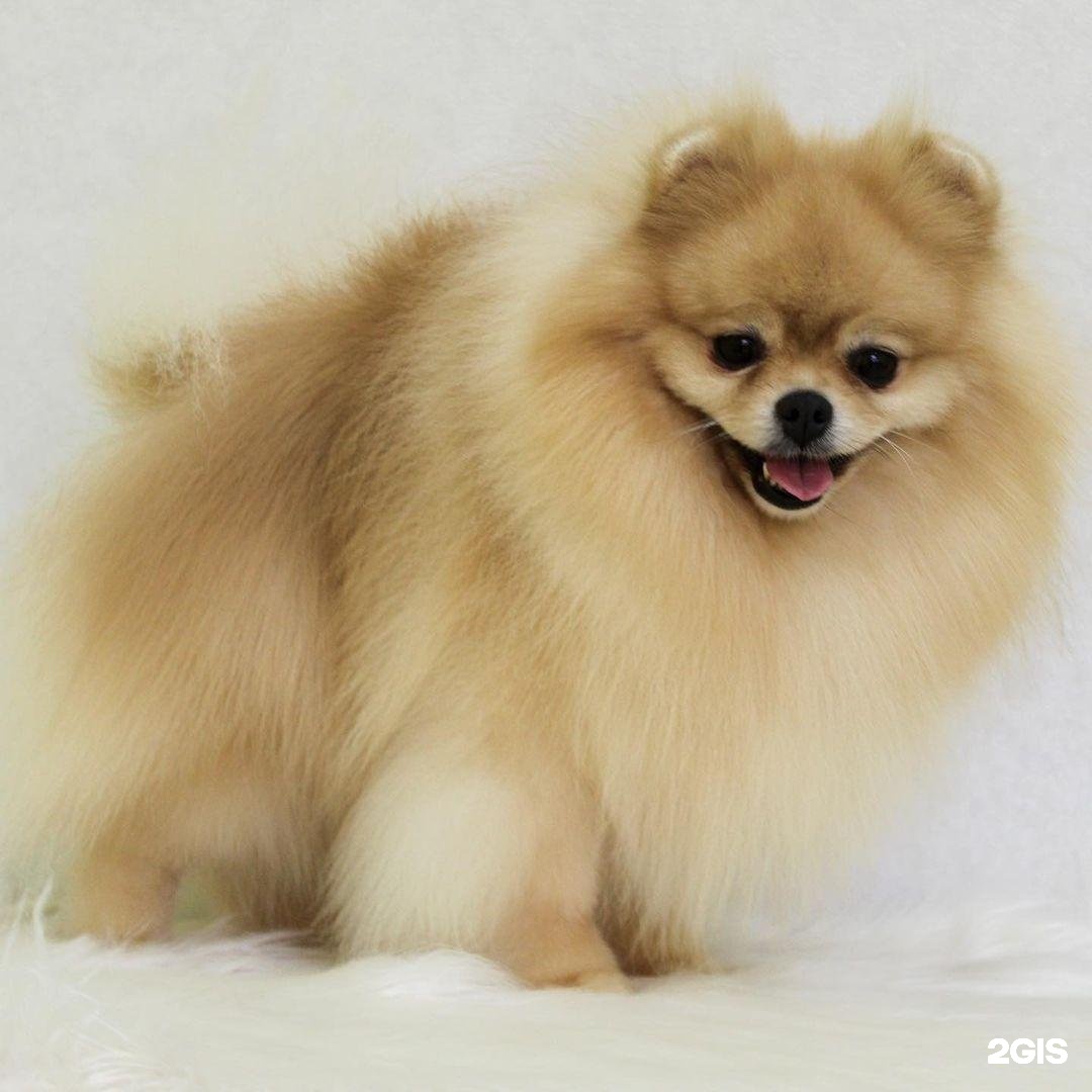 Trio dogcenter, центр по уходу за домашними животными