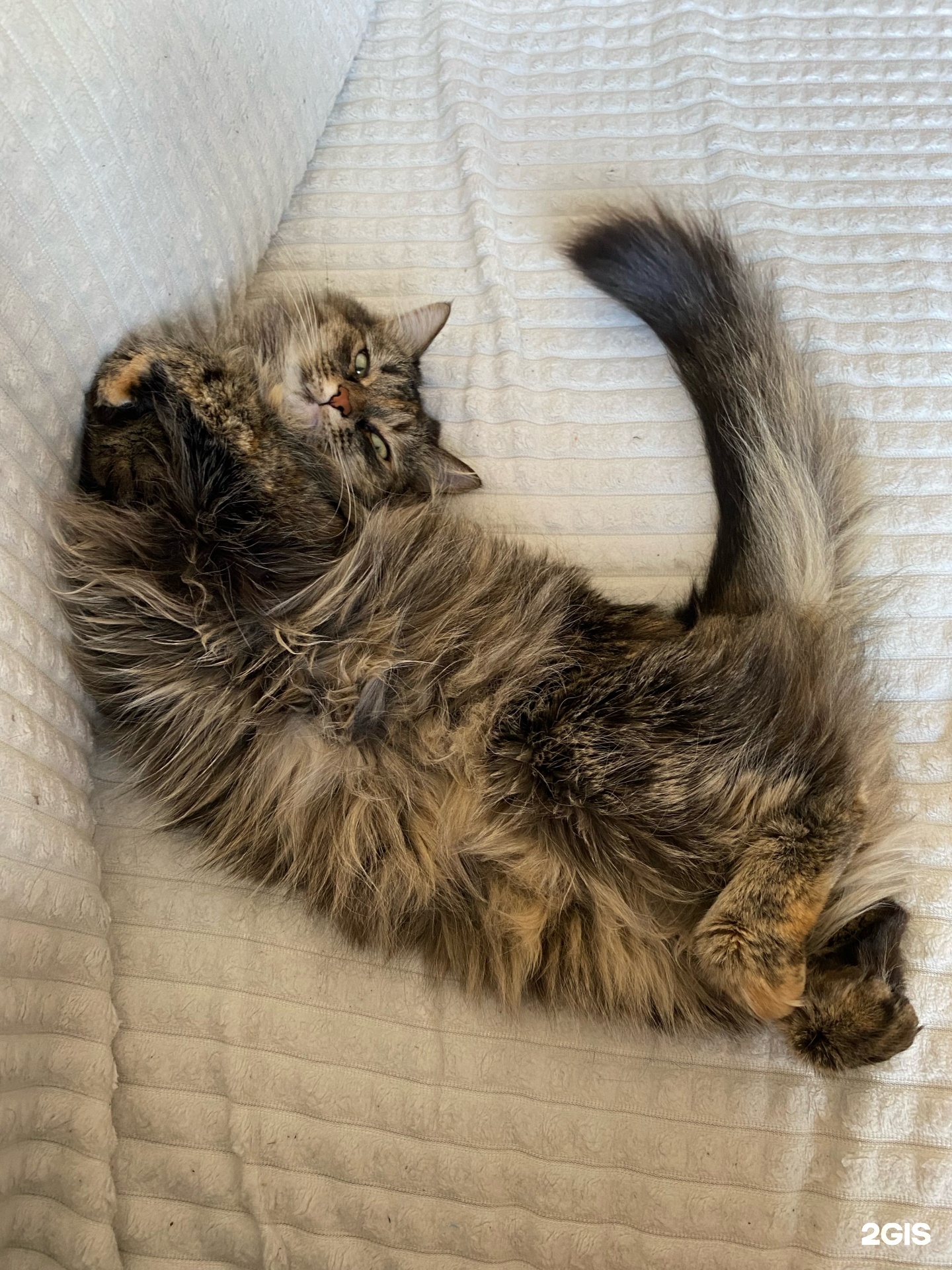 Ветеринарная клиника доктора Чулковой Г.Б., Пархоменко, 55г