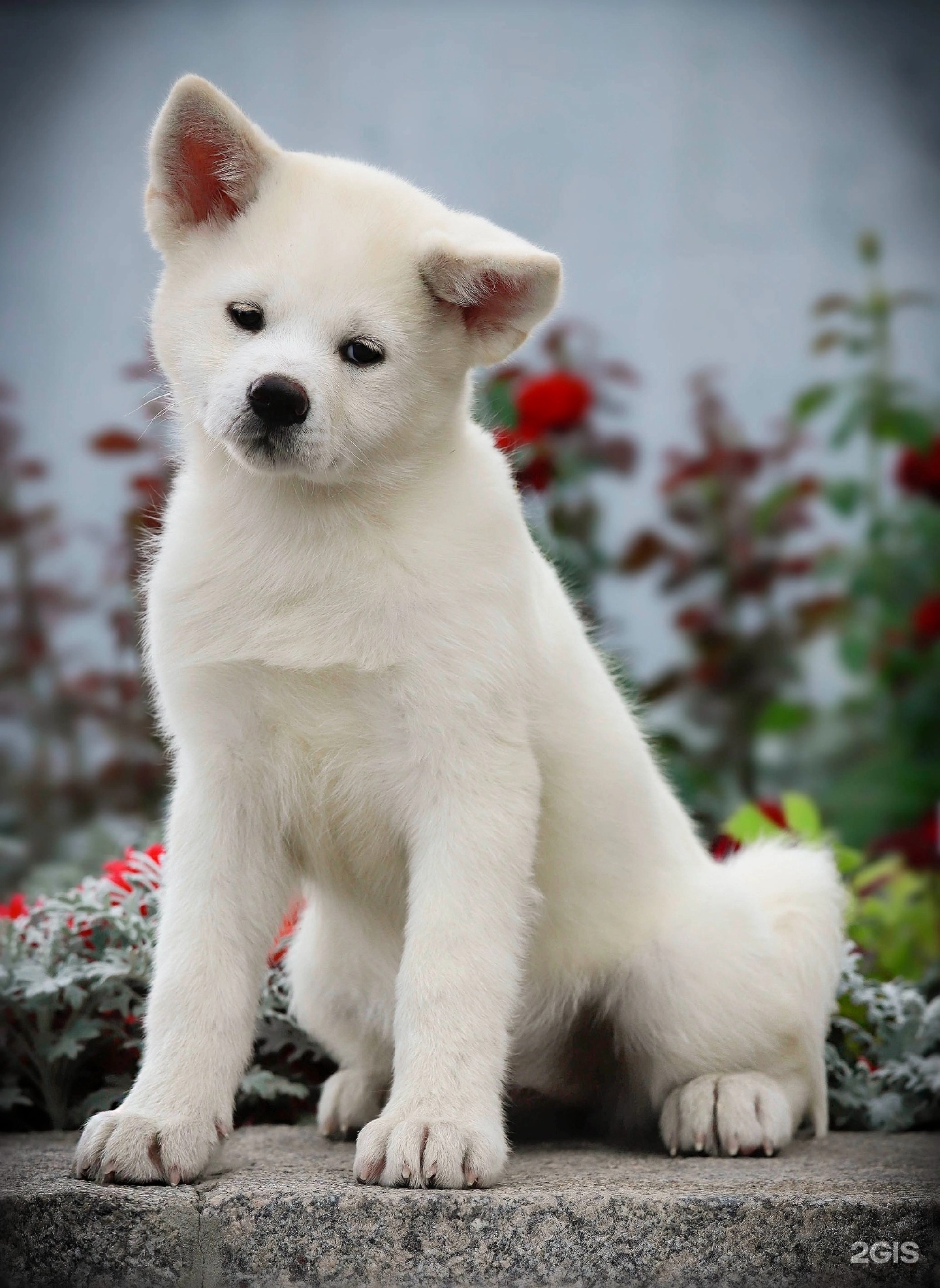 Zoohelp, ветеринарный сервис