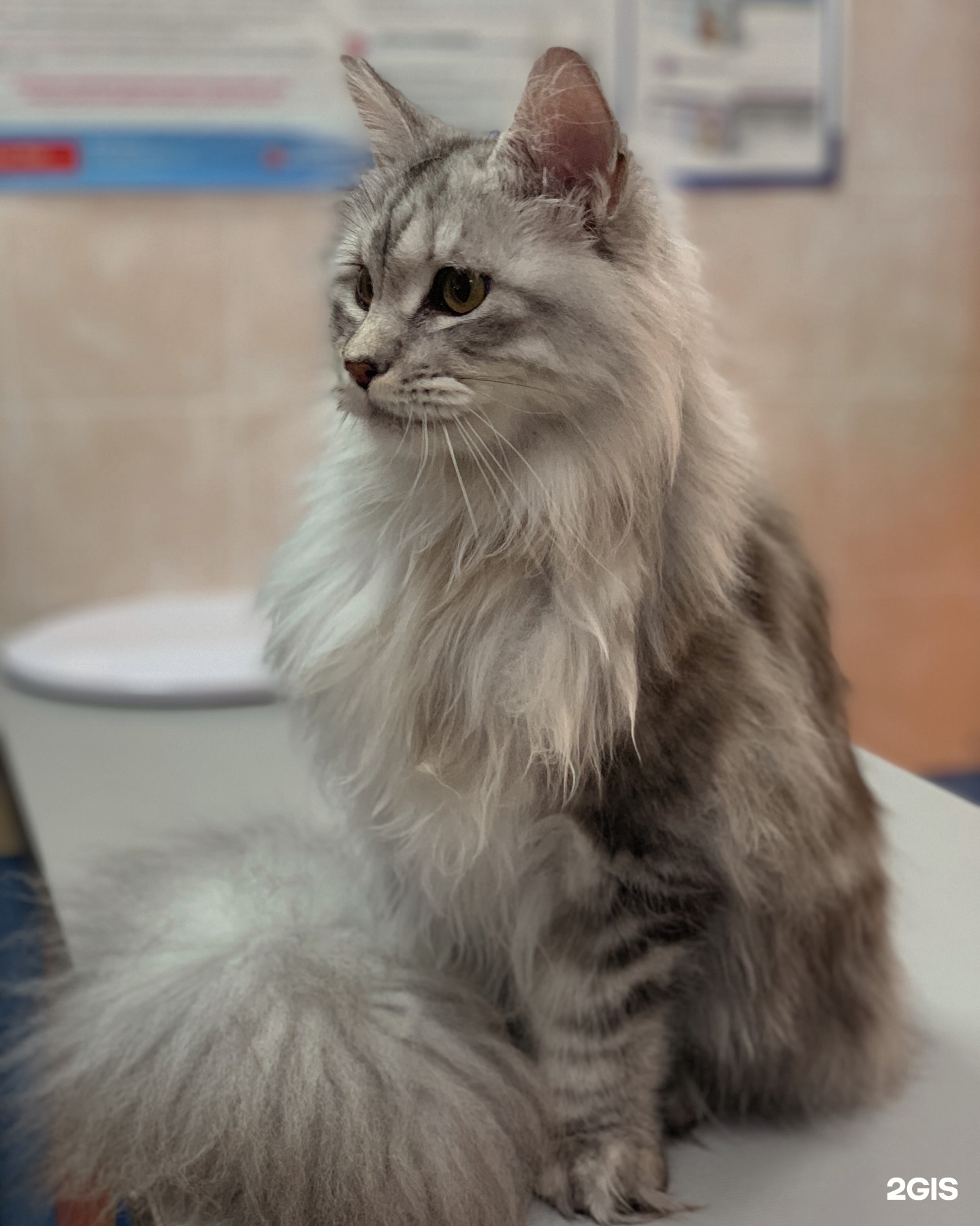 Исток, ветеринарный центр