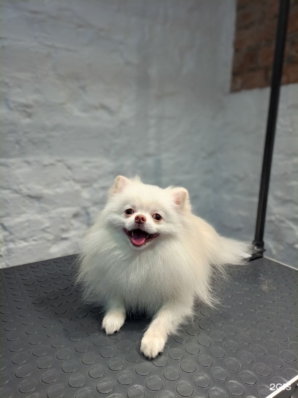 MITSUKI DOG SPA, студия груминга, Берёзовая Роща