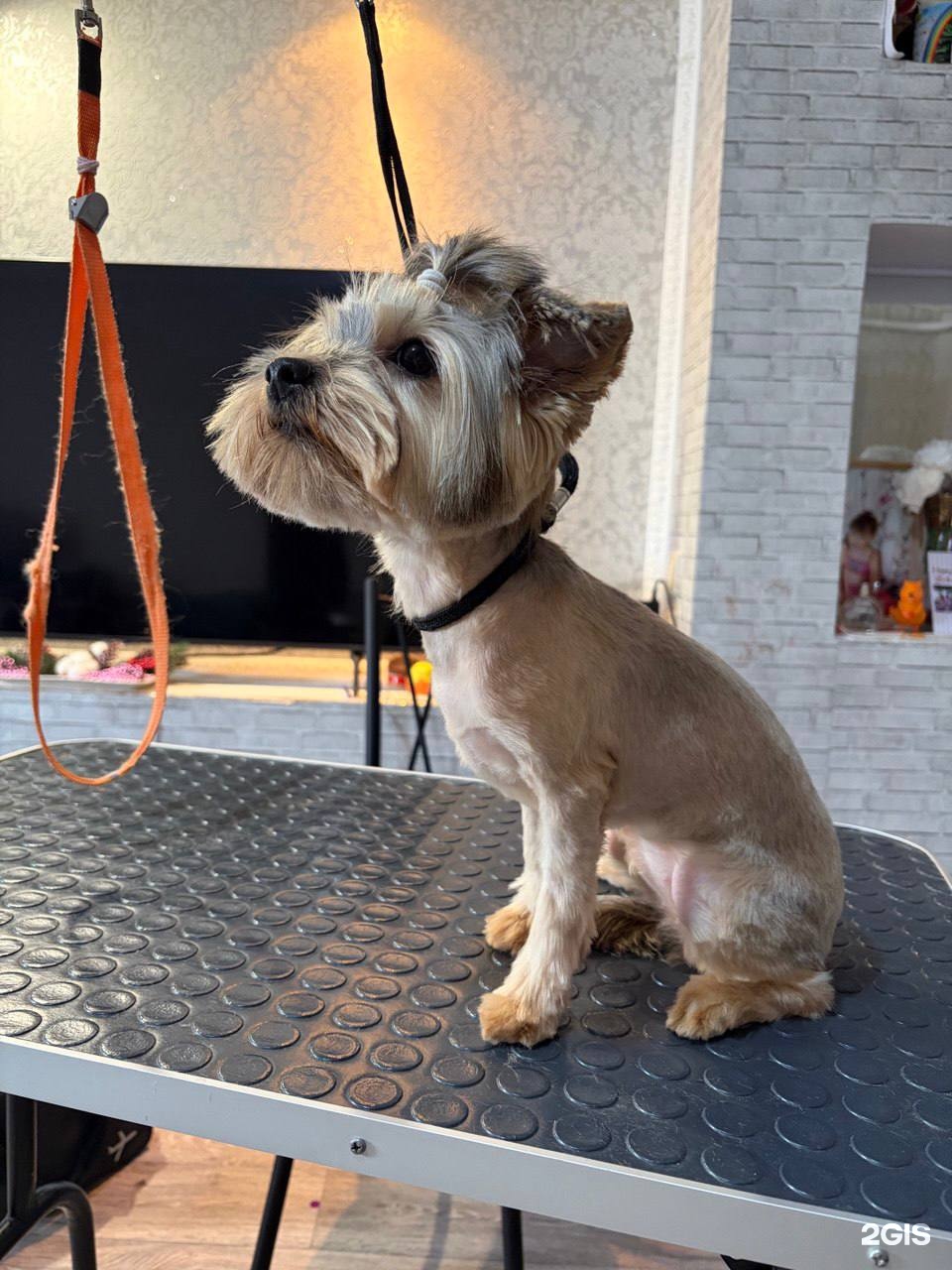 Тётушка Грумер