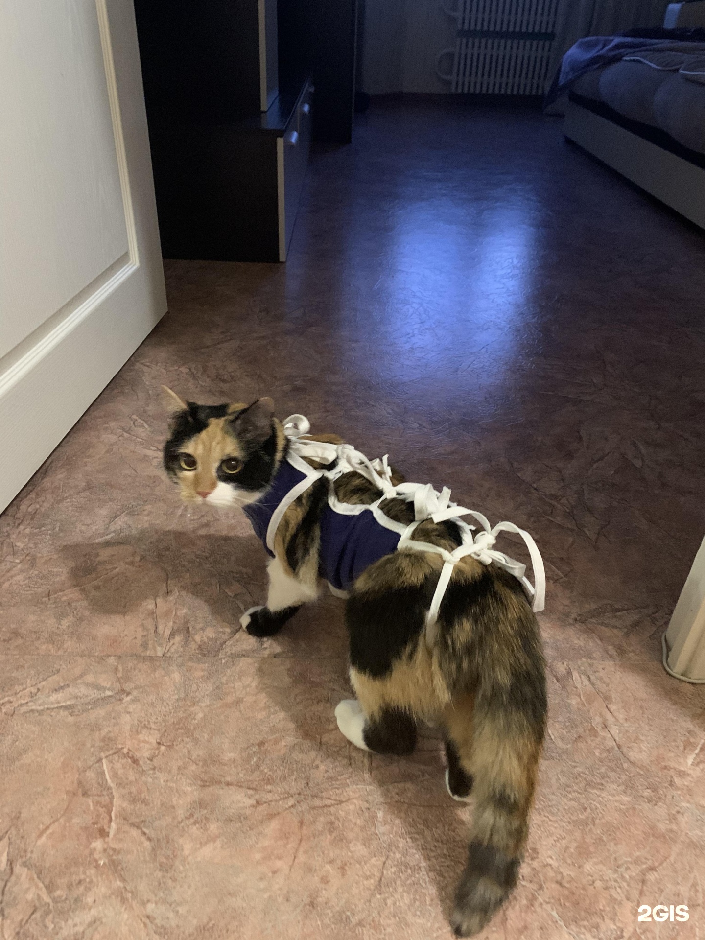 Веселый енот, ветеринарная клиника-зоомагазин