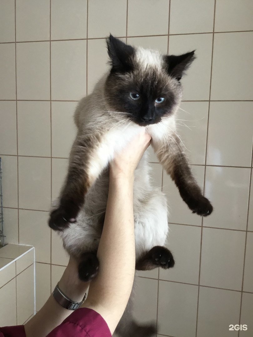 Вита, ветеринарный центр