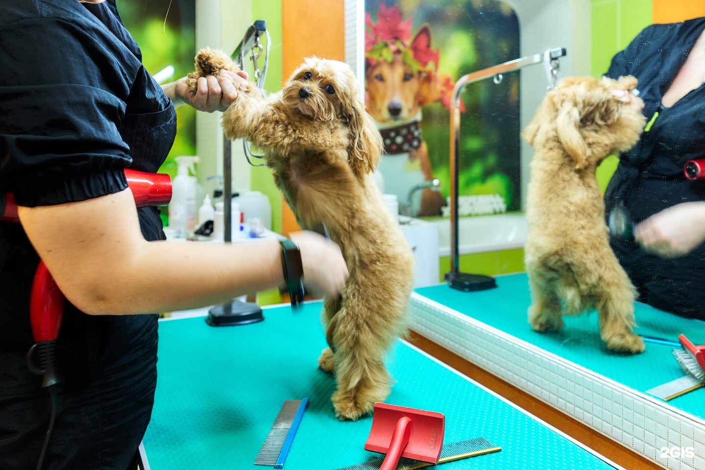 Здоровье Животных, ветеринарная клиника