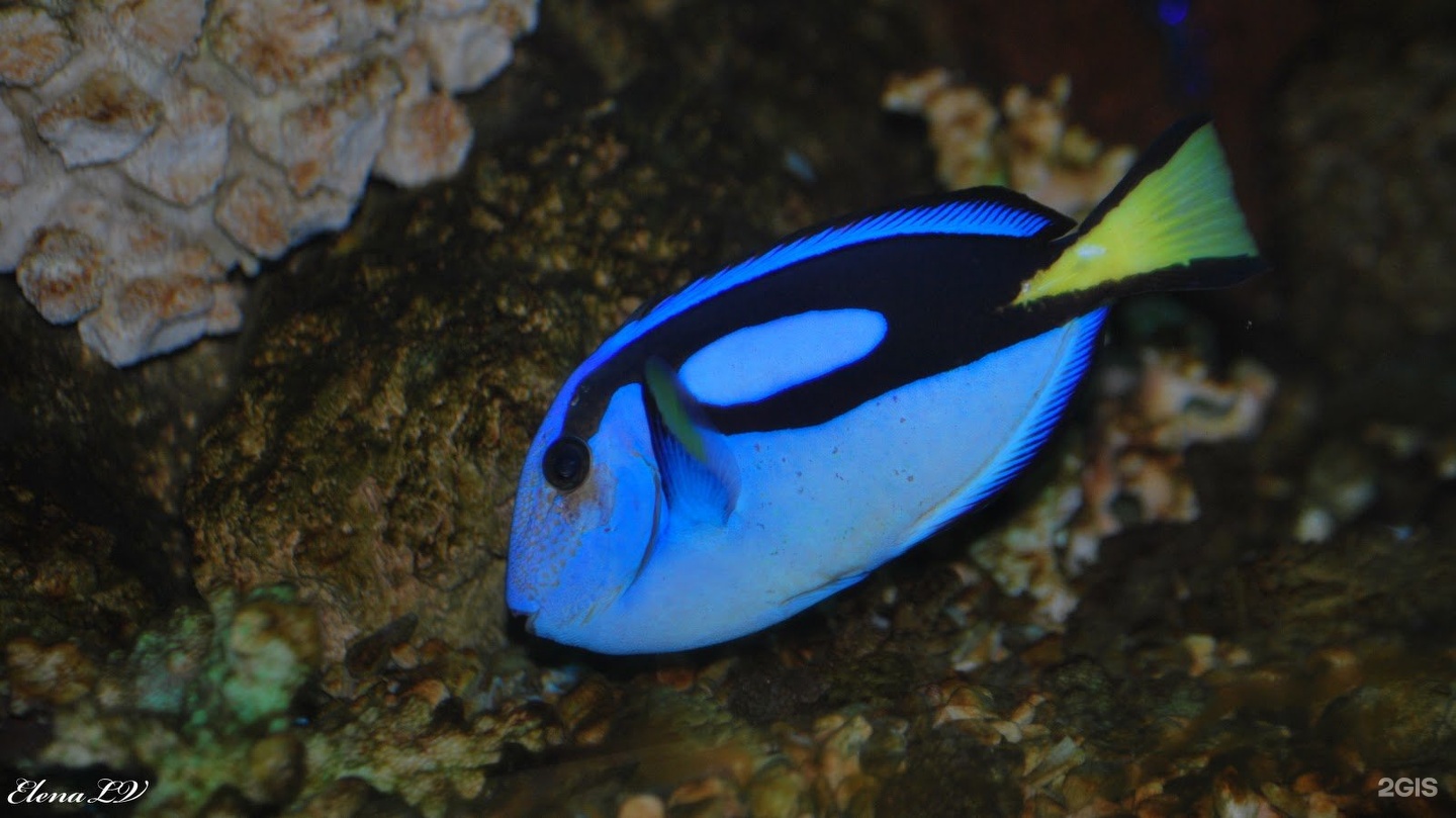 Аквасверсвис 66, компания по продаже и обслуживанию аквариумов