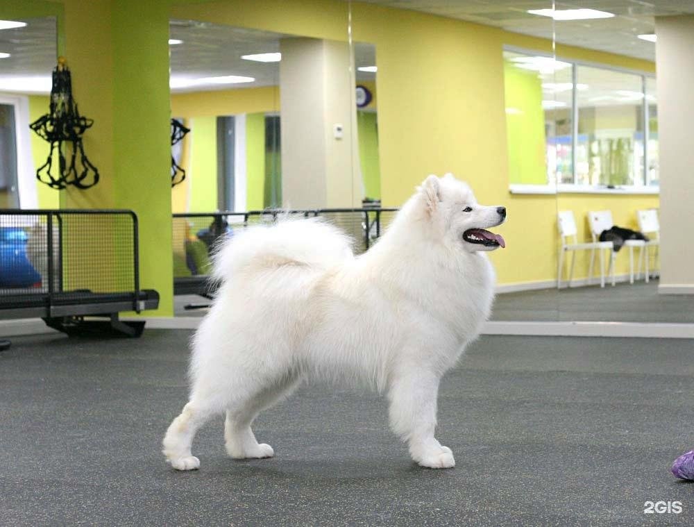 Фитнес Дог, оздоровительно-реабилитационный центр для животных, БЦ Решетников, проезд Решетникова — груминг Екатеринбург