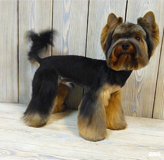 GROOM, салон для животных