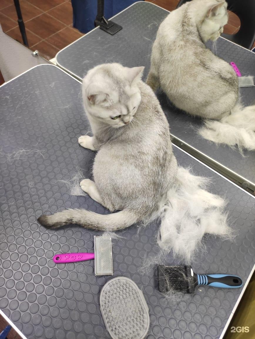 GROOM, салон для животных