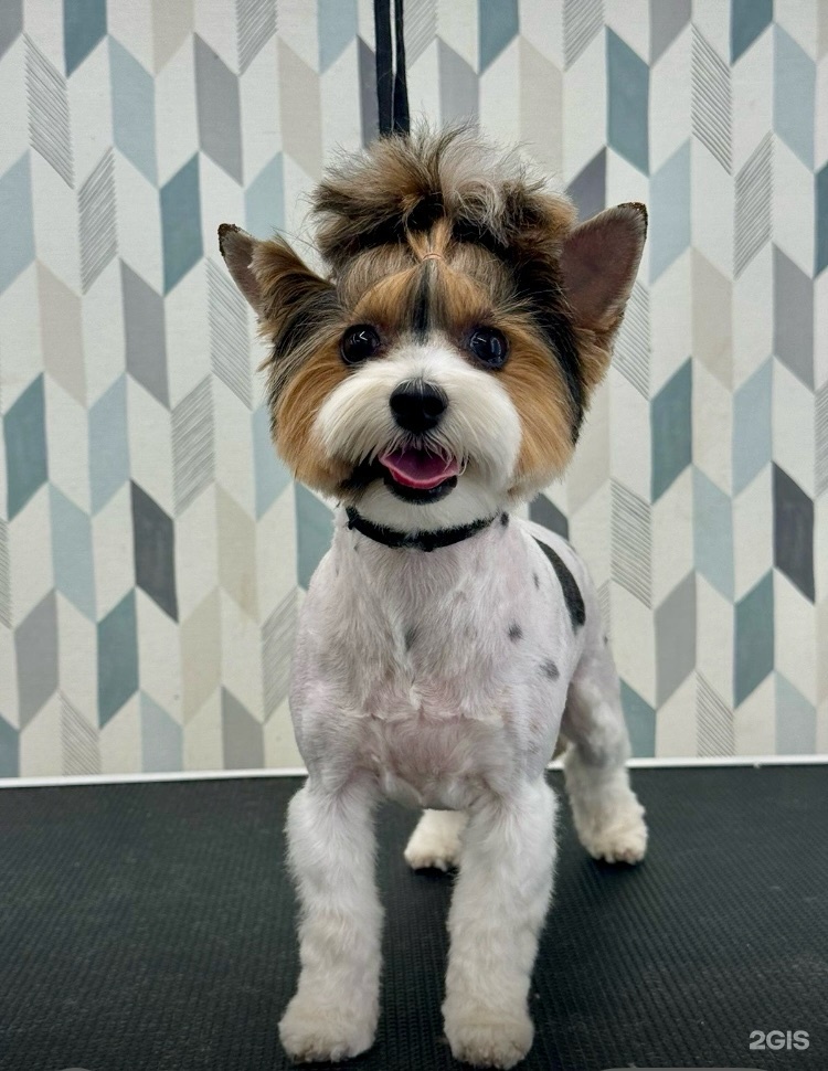 Groomiroom, студия груминга