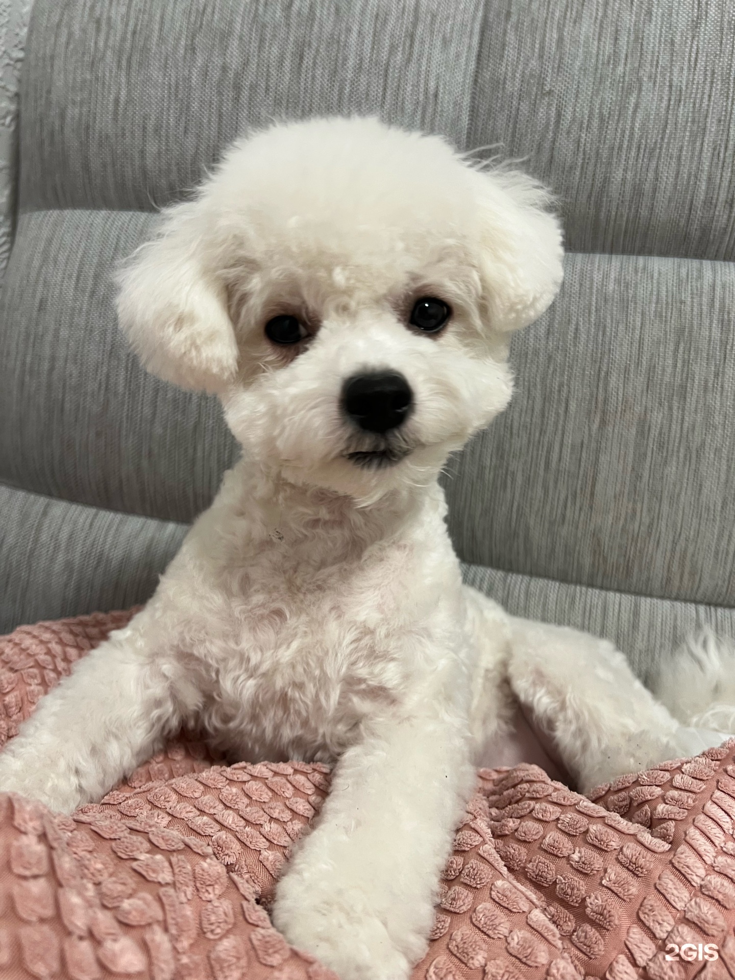 Груминг Заповедник