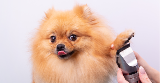 Груминг Заповедник