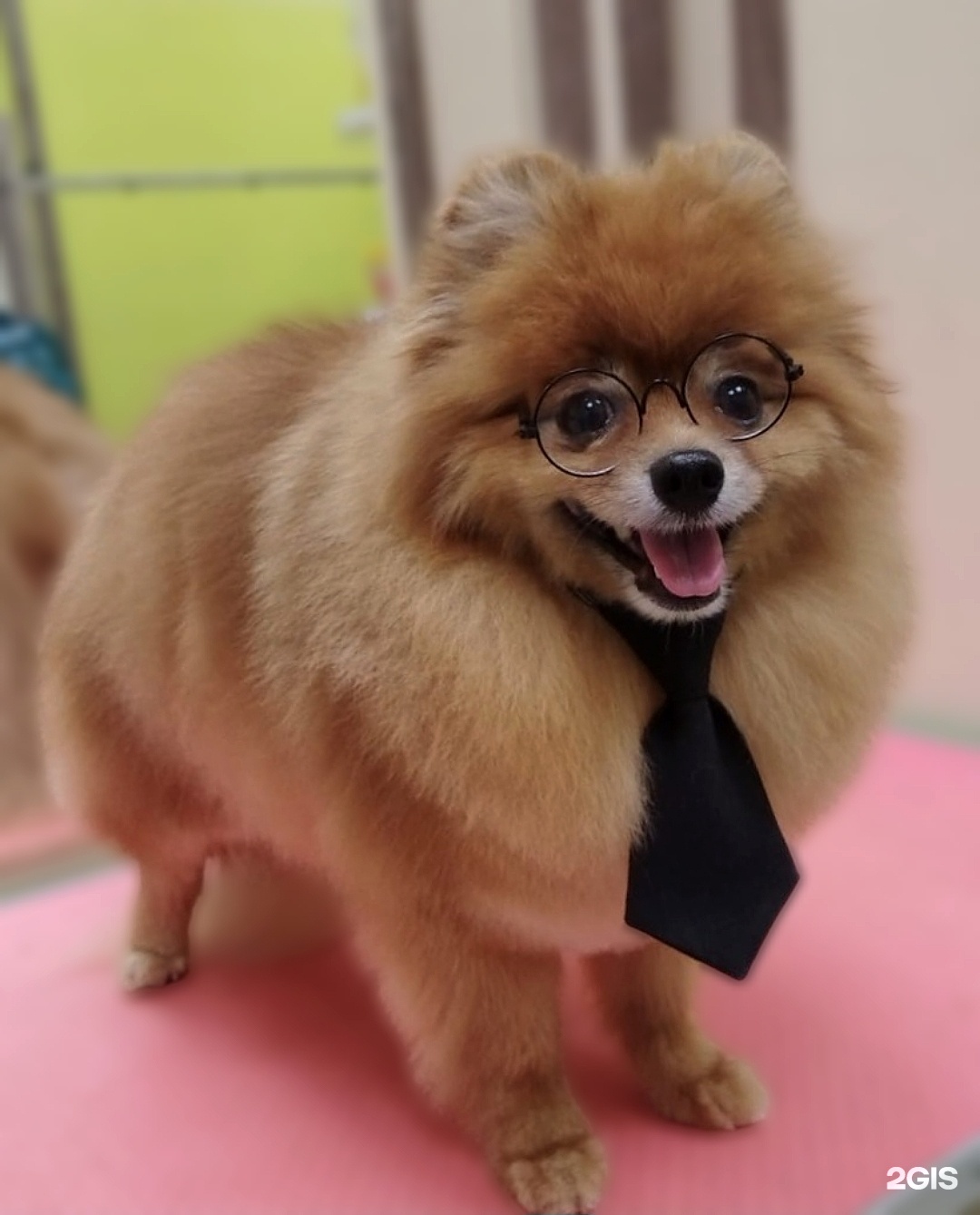 КотоВасия, зоосалон