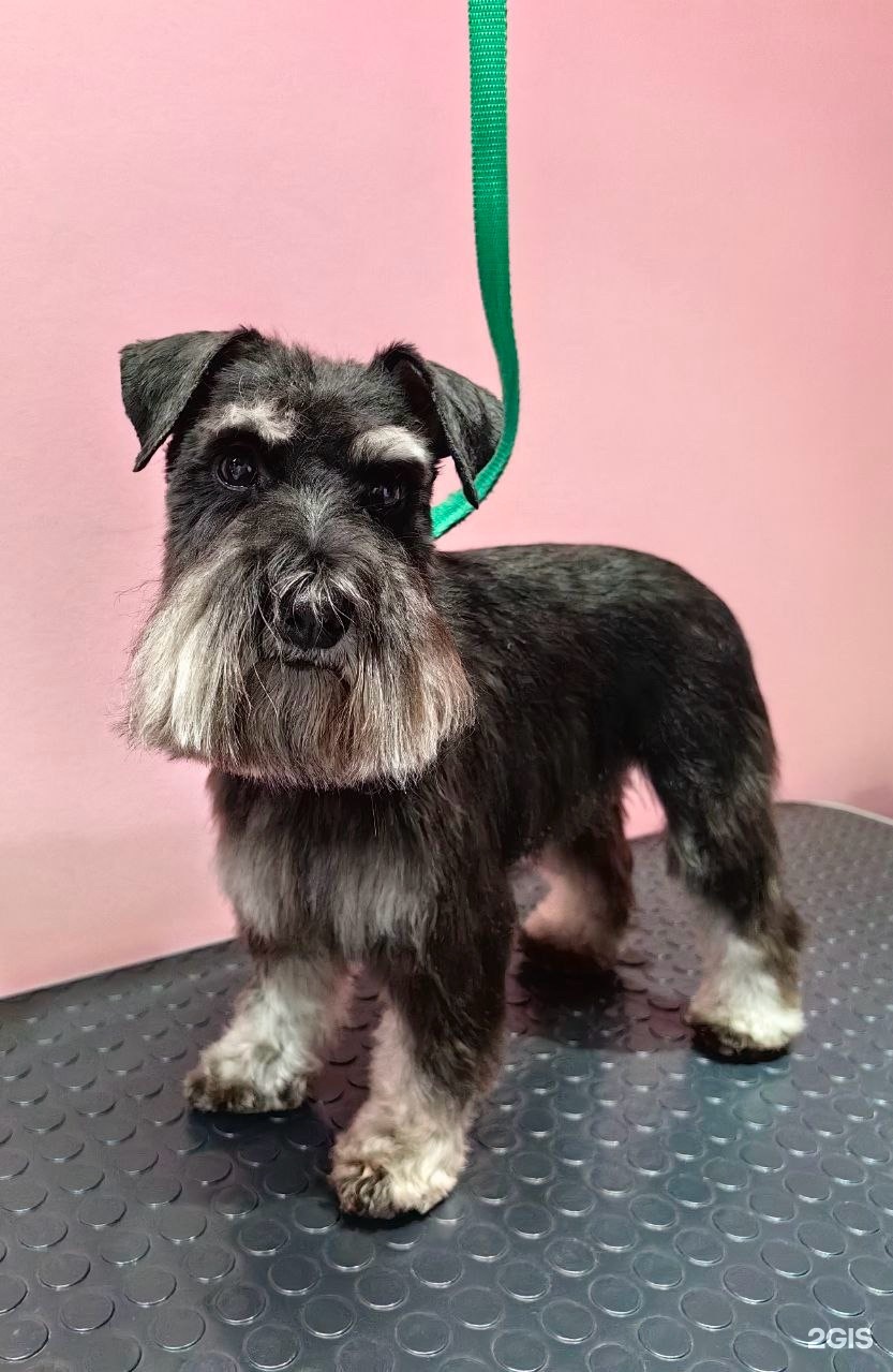 Lappi, груминг-студия