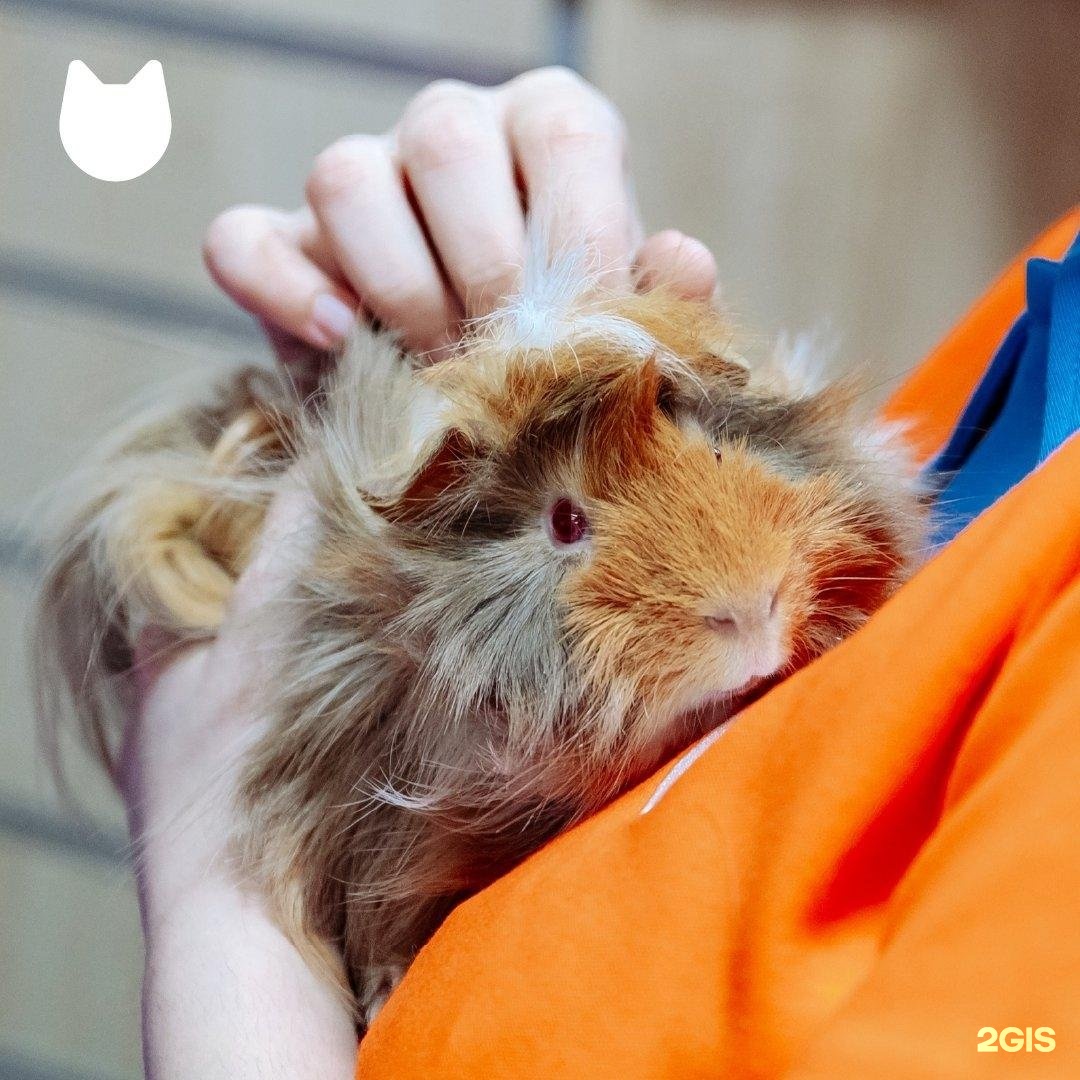 Petshop.ru, зоомагазин