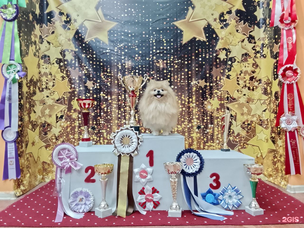 Рай, зоосалон