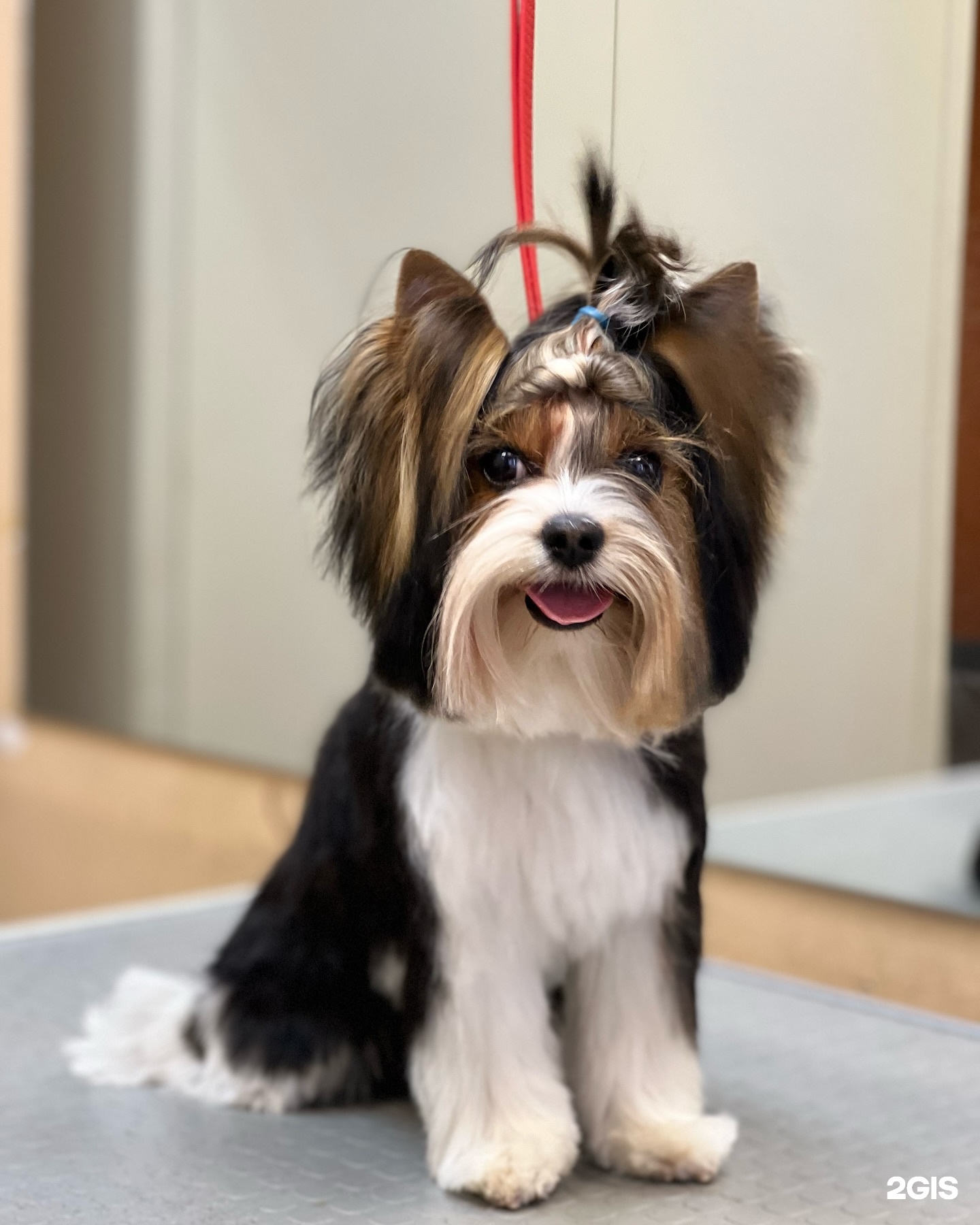 The BEST, зооцентр