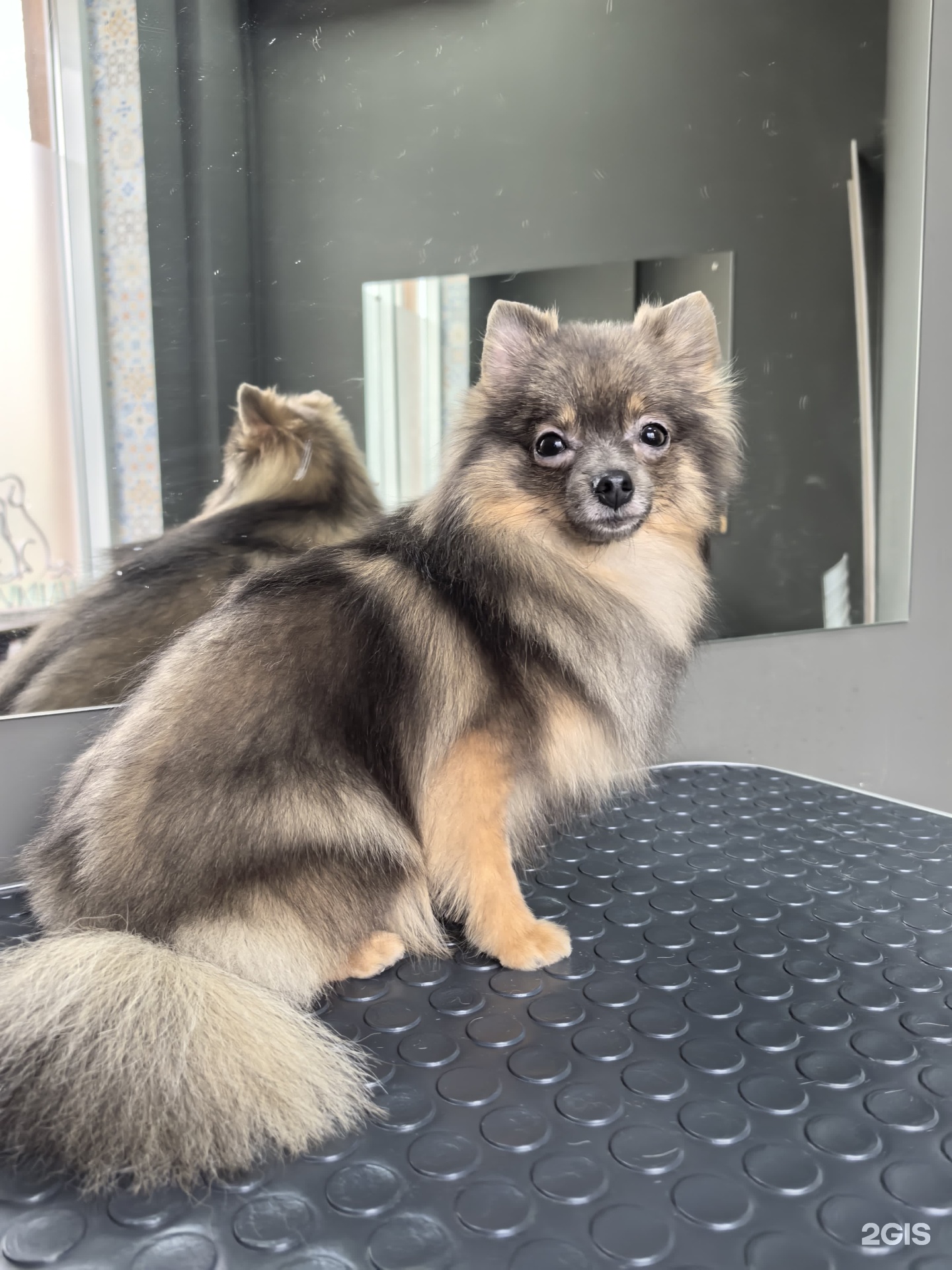 Timkin`s hall, учебный зооцентр профессионального хендлинга и груминга