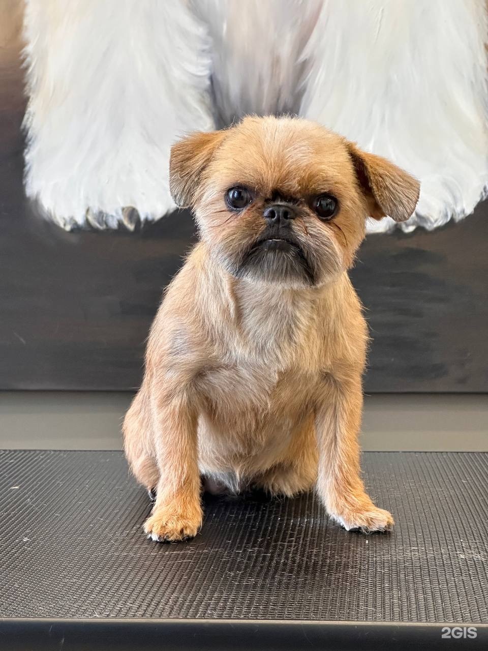 Urbandog, груминг-центр