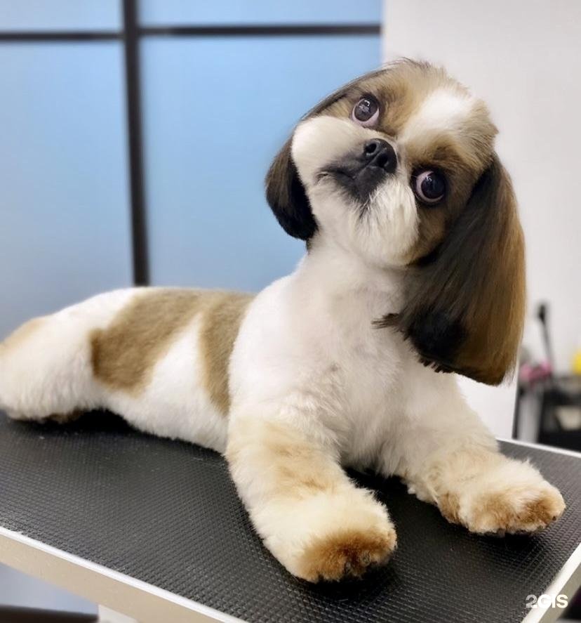 Urbandog, груминг-центр