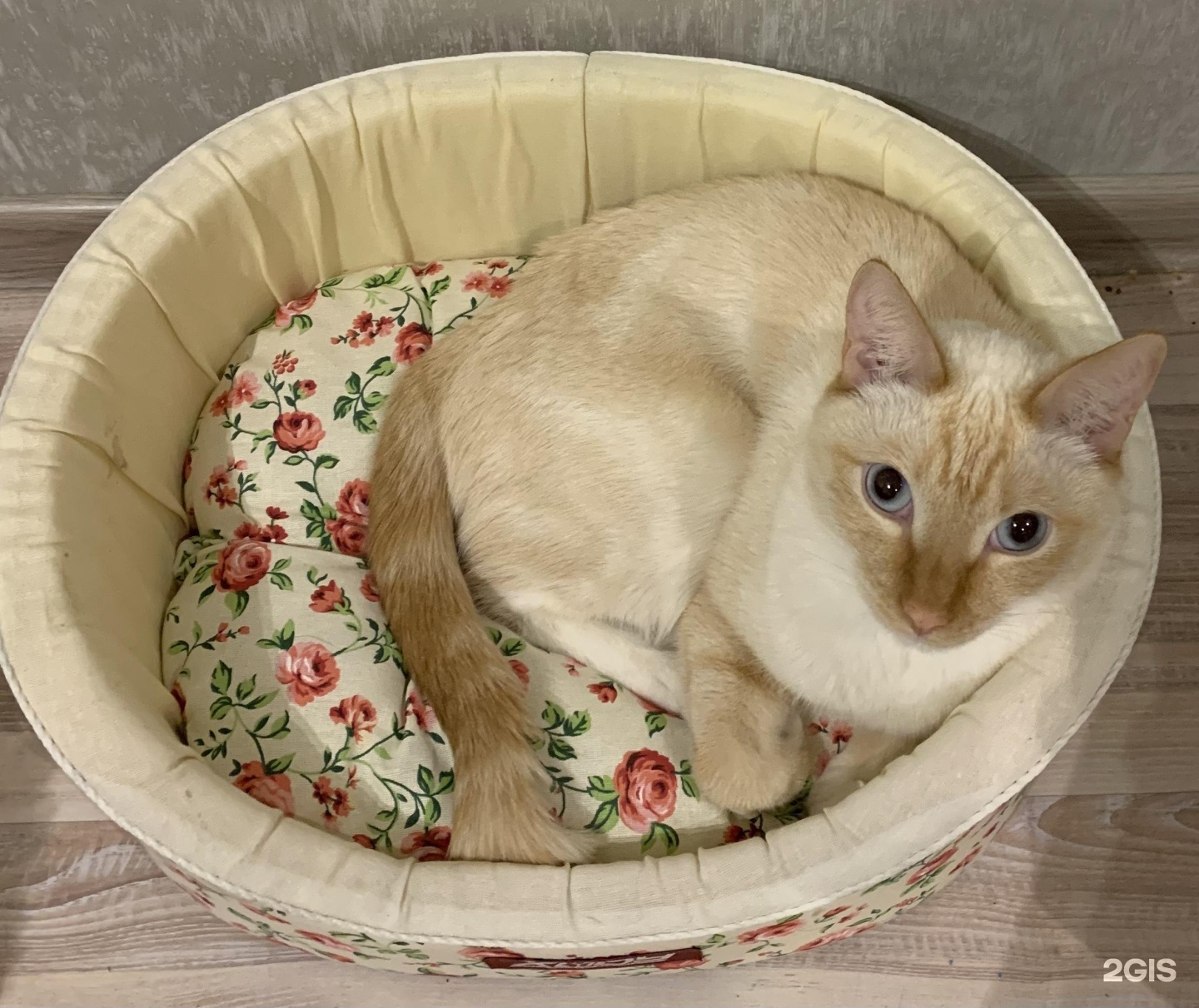 Жужа, зоомаркет